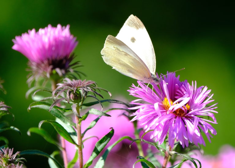 Schmetterling