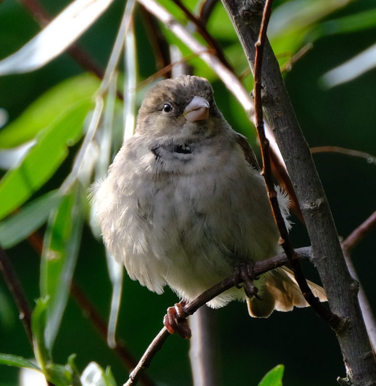 Der fette Spatz