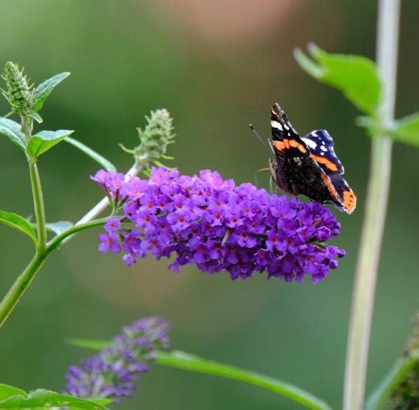 Schmetterling Ostfriesland